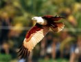/album/photogallery/brahminy-kite-jpg/